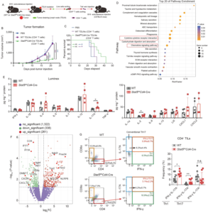 Stat5-/- CD4+ T cells elicit anti-melanoma effect by CD4+ T cell remolding and Notch1 activation