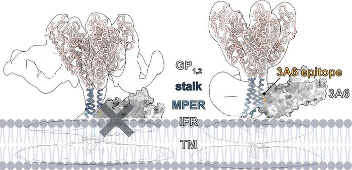 Ebola virus vs. mAb 3A6