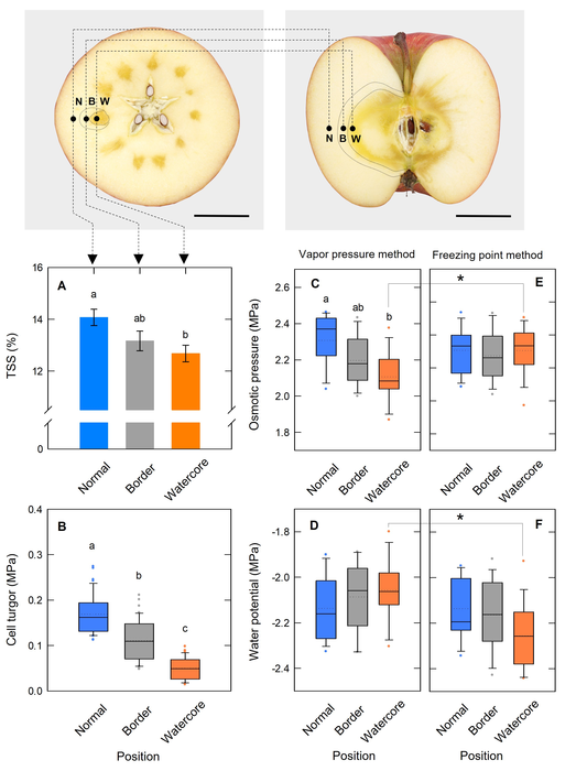 Figure 1. Total soluble solids (TSS) (A), cell turgor (B), osmotic pressure determined by the vapor pressure method (C), vapor pressure method-based calculated water potential (D), osmotic pressure determined by the freezing point method (E) and freezing 