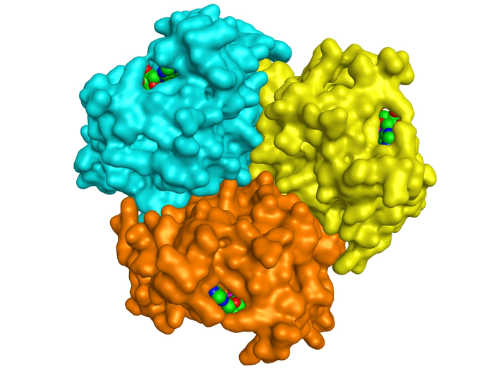 Evolutionary ‘time travel’ reveals enzyme’s origins, possible future designs