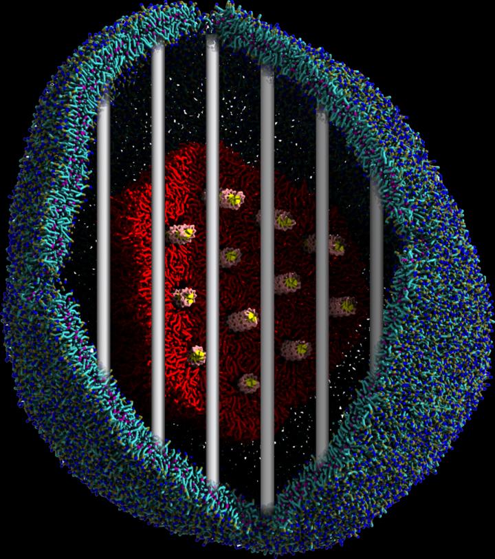 Visualization of a Lipoplex Entrapped inside An Endosome