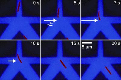 Steering a Single Microtubule