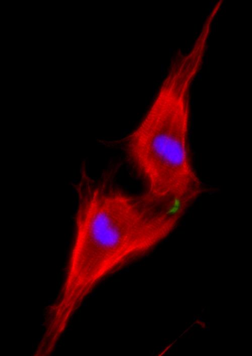Two Neonatal Cardiomyocytes Undergoing Cell Division after Treatment with NRG1