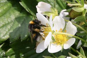 Bumblebee on strawberry blossoms