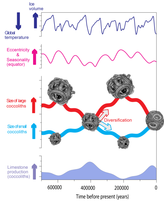 The diversity of coccolithophores and their collective limestome production evolved under the influence of Earth’s orbital eccentricity