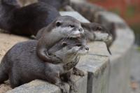 Asian Short-Clawed Otters