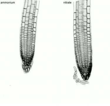 Wachstum der Arabidopsis-Wurzelspitze - Nitrat/Ammonium