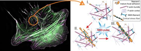 A migrating human osteosarcoma cell