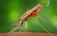 A Key Protein Is Discovered To Be Essential for Malaria Parasite Transmission to Mosquitos (2 of 2)