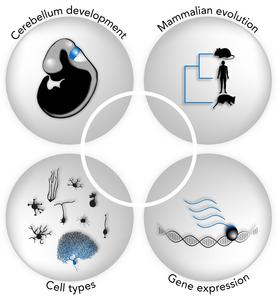 Evolution of the mammalian cerebellum