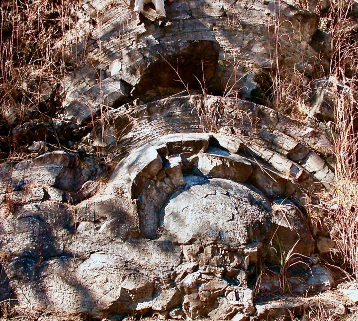 Fossil Stromatolites