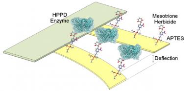 Nanobiosensor Prototype Capable of Detecting Interactions between Molecules