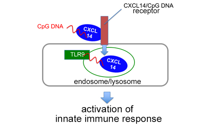 Figure 1 Mechanism underlying innate immune activation by CpG DNA and CXCL14.
