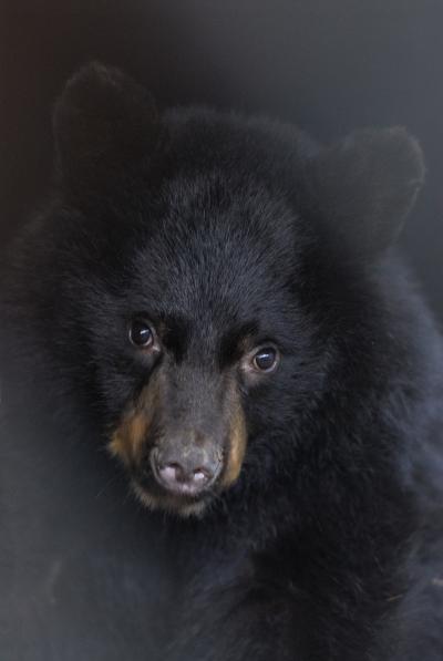 American Black Bear