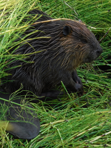 North American beaver