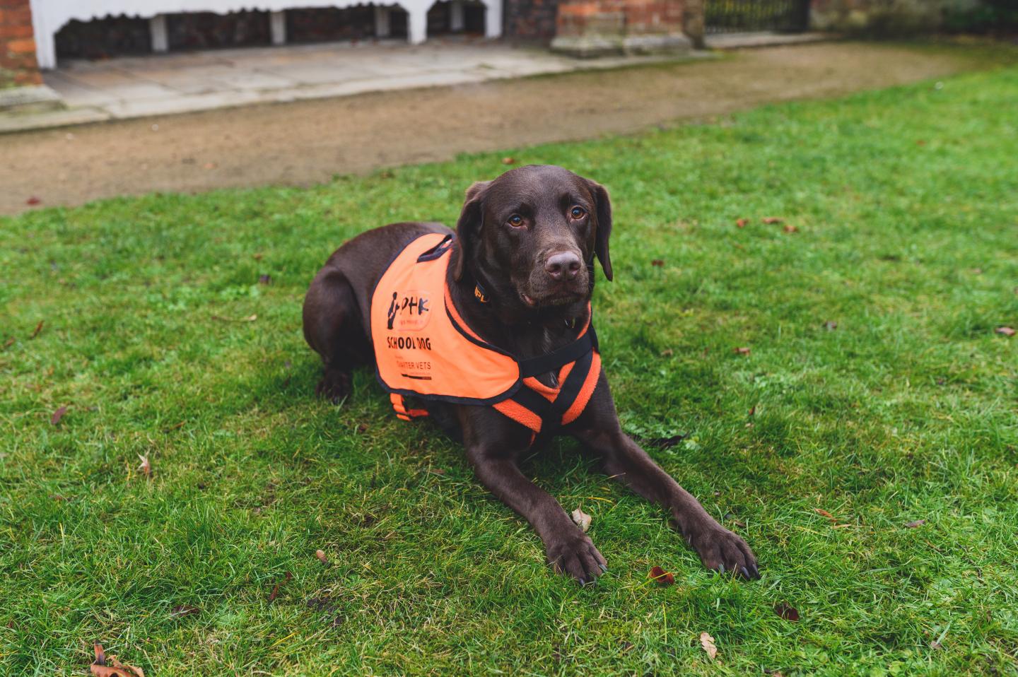 Ripley -- Dog Used in Animal Assisted Interventions