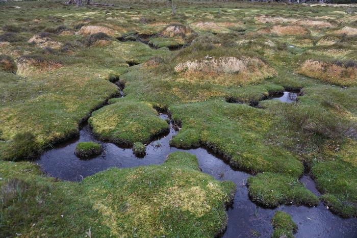 RMIT study suggests link between feral horses and peatland carbon emissions