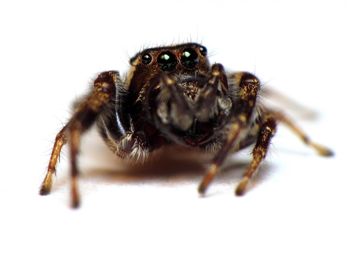 Male Copper Jumping Spider