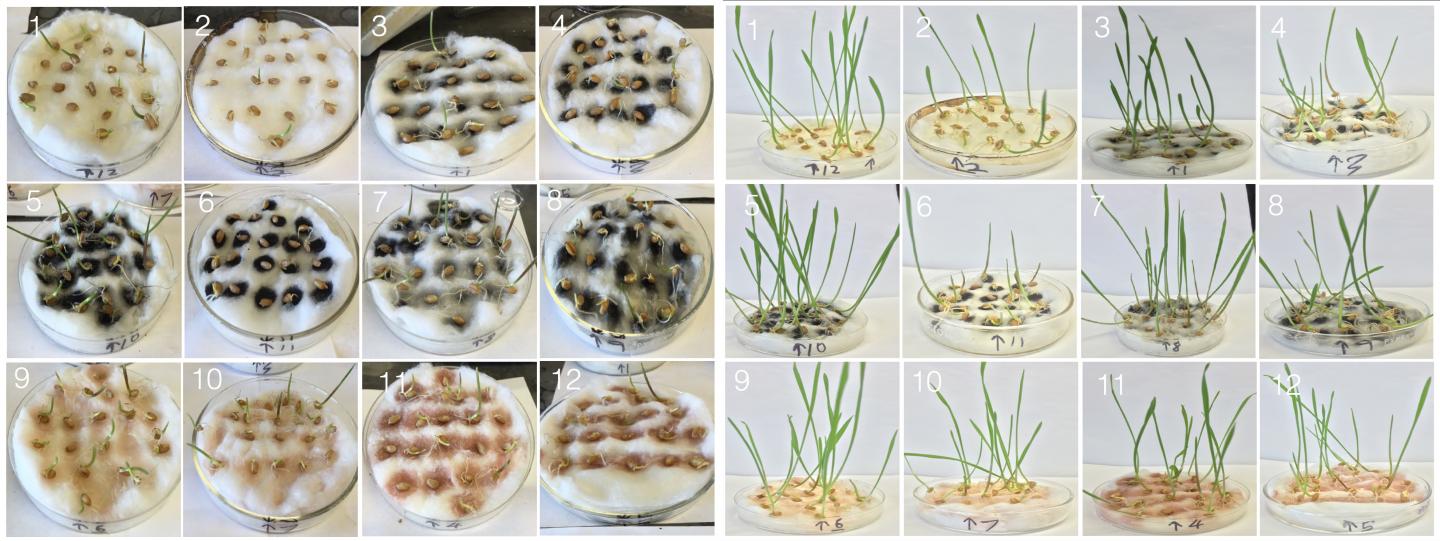 Testing Carbon Nanotubes on Wheatgrass