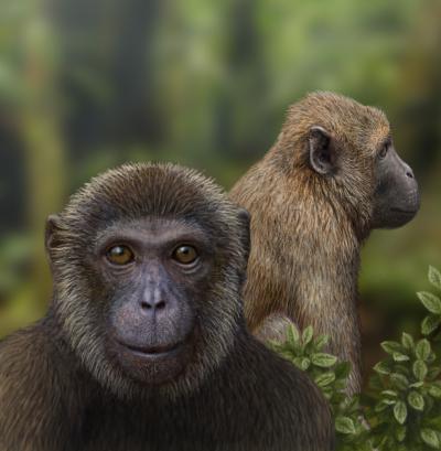 African Oligocene Primates