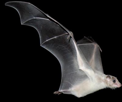 Bats Optimize Their Sonar by Casting it Aside (2 of 4)