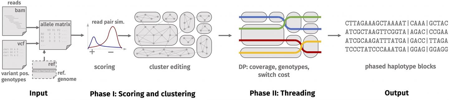 WhatsHap Polyphase