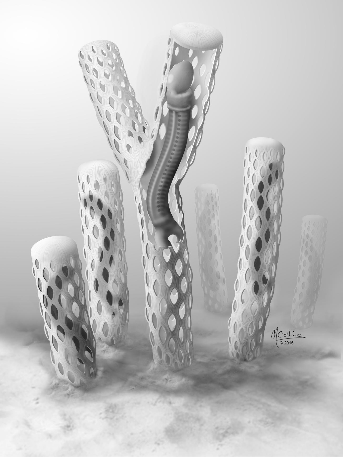 <i>Margaretia oesia</i>