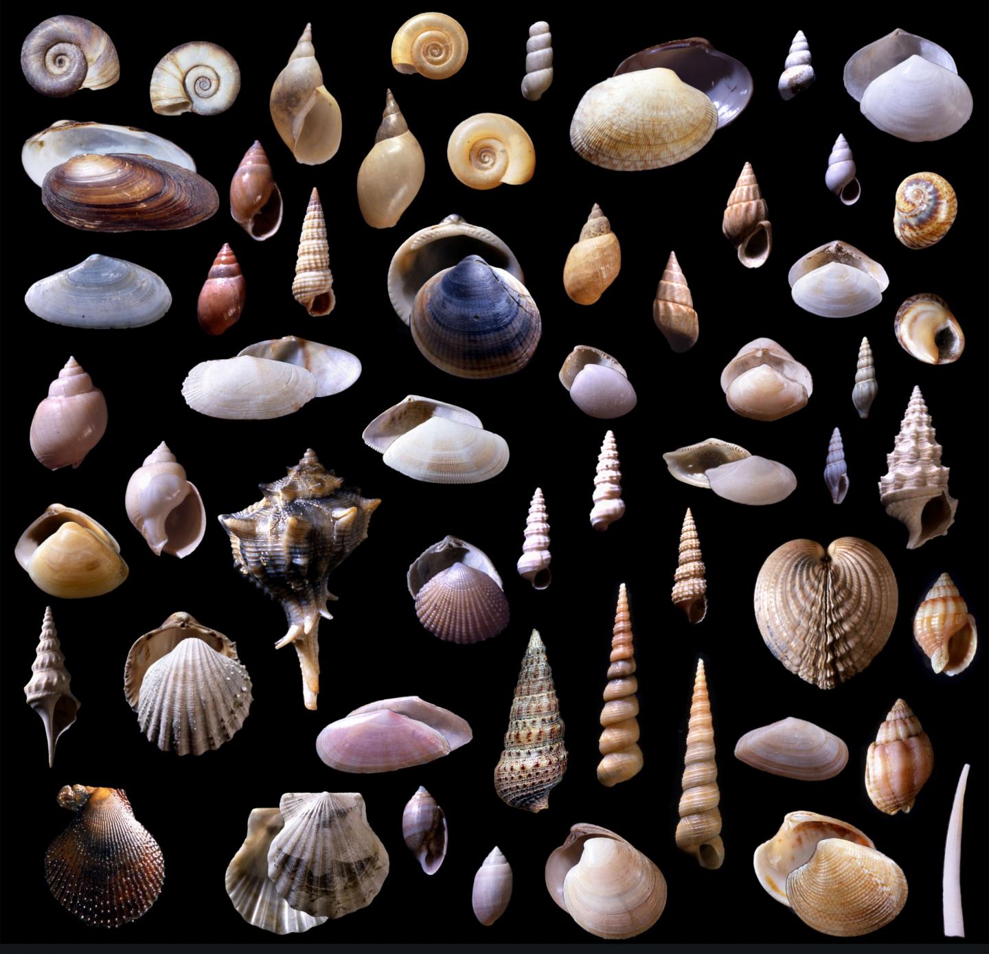 Adriatic Shells