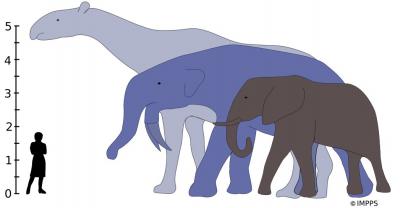 Evolution of Giant Mammals | EurekAlert!