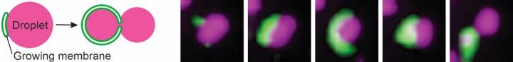 Autophagy 'Eats' Portions of Liquid Droplets in Cells