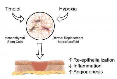 Graphical Abstract