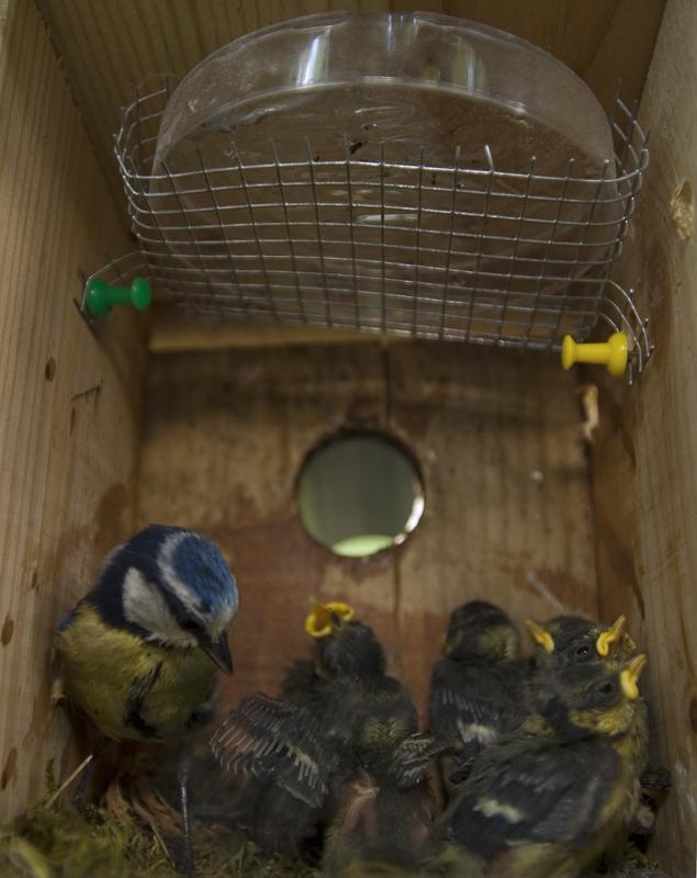 Blue tits, Cyanistes caeruleus