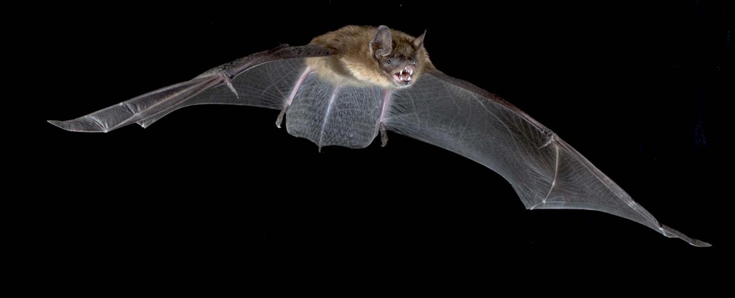 How Bats Relocate in Response to Tree Loss