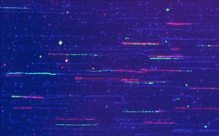 DNA Fiber Combing