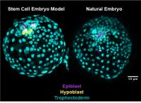 Stem cell embryo model