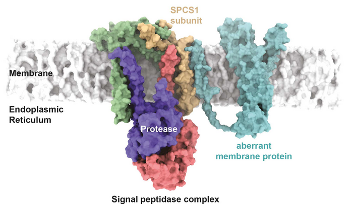 New function of the signal peptidase complex