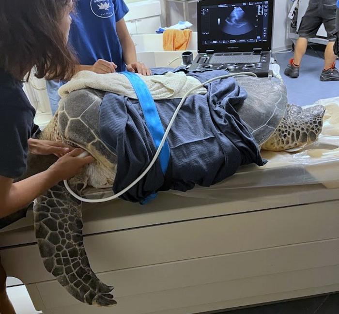A sea turtle getting an ultrasound at Oceanogràfic as part of a veterinary procedure