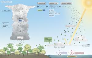 Rainforest emissions linked with new particle formation at high altitudes