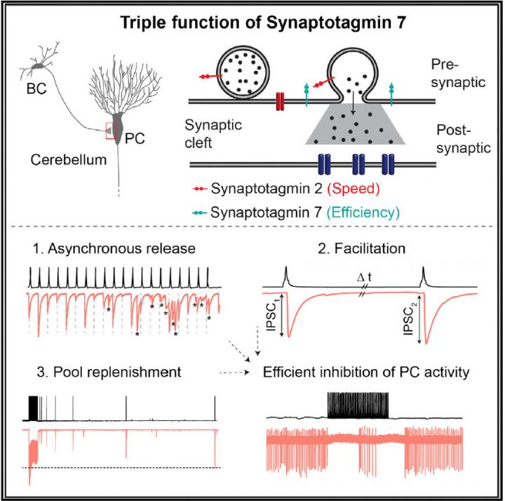The Triple Function of Synaptotagmin 7