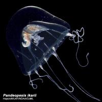 <I>Pandeopesis ikarii</i> -- Zooplankton from the Celebes Sea