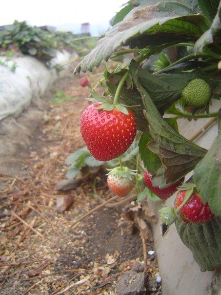 Commercial Strawberry Production
