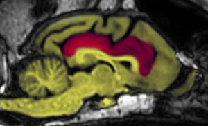 The cingulate cortex (highlighted in red) in the brain of Barney