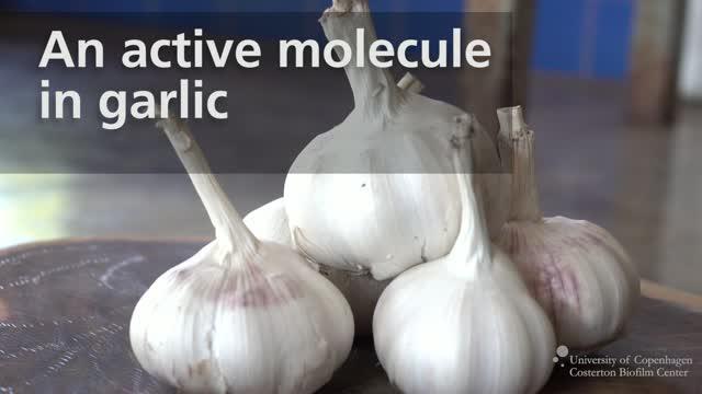 Garlic Can Help Treat Chronic Infection