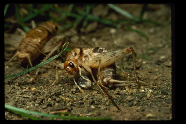 Female Decorated Cricket -- <i>G. sigillatus</i>