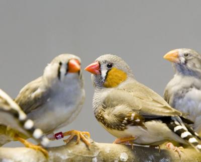 Zebra Finches
