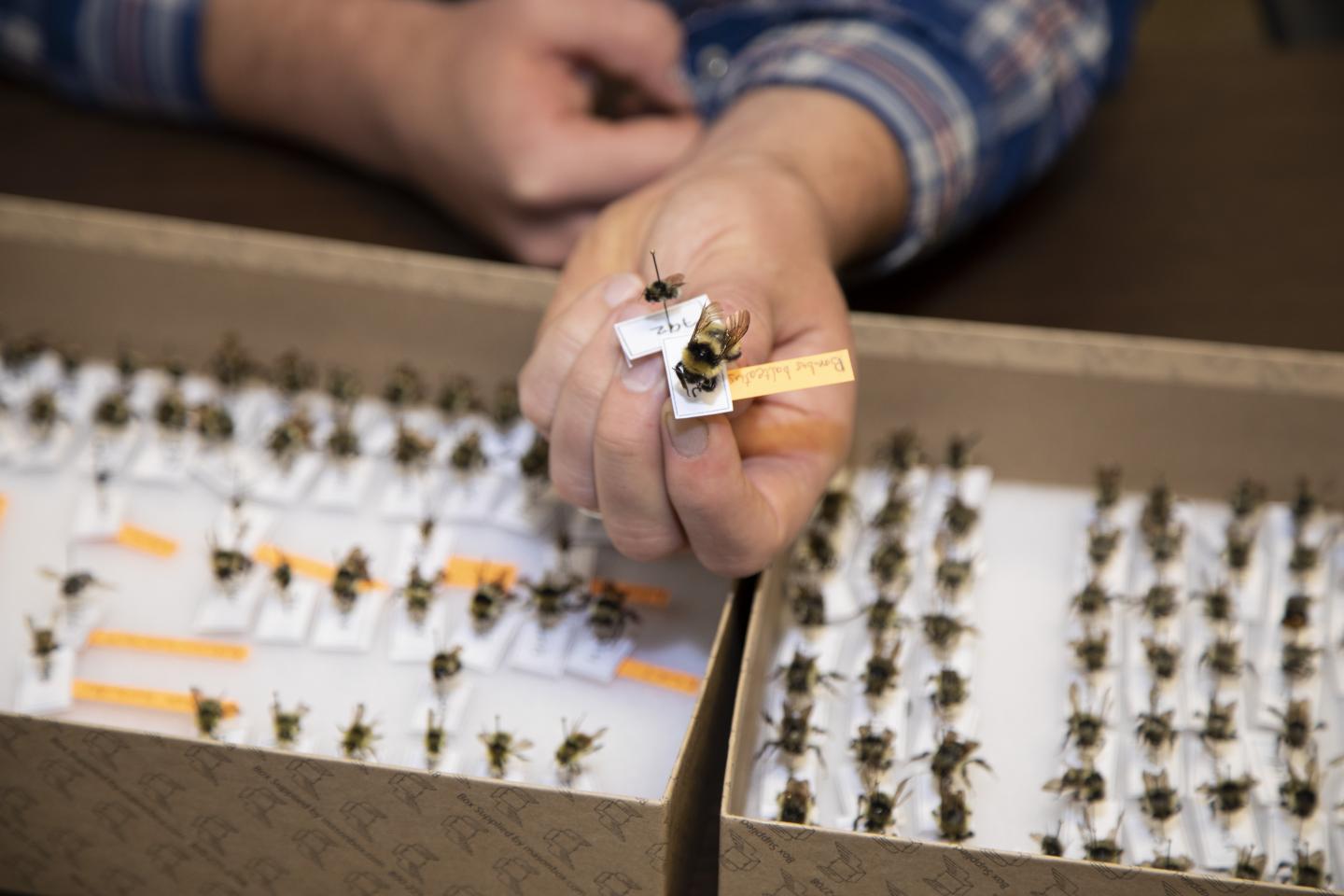 Seth Davis bee collection