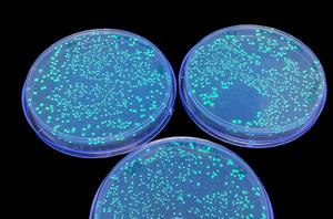 E. coli colonies