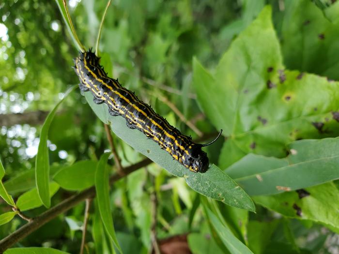 Caterpillar