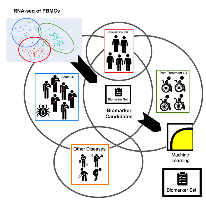 Workflow of Lyme disease study