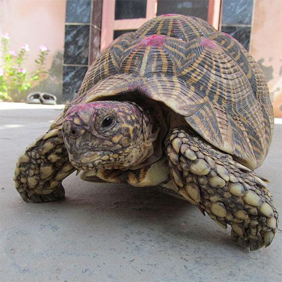 Indian Star Tortoise (1 of 2)